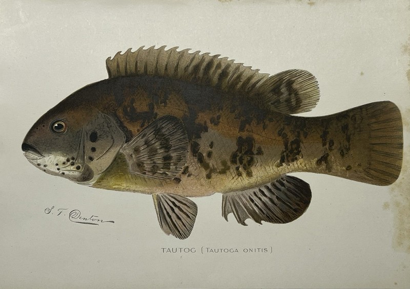 Original 1900c Denton Tautog Print,NY Fish and Game,Vintage,Old,New York,Litho gallery