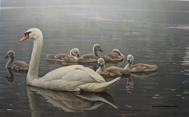 Robert Bateman ROYAL FAMILY – MUTE SWANS Signed And Numbered # 155/950