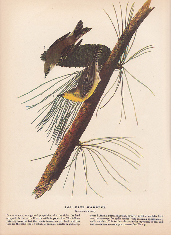 Audubon 1942 Vintage Birds #140 «Pine Warbler» Full Color Art Plate Lithograph
