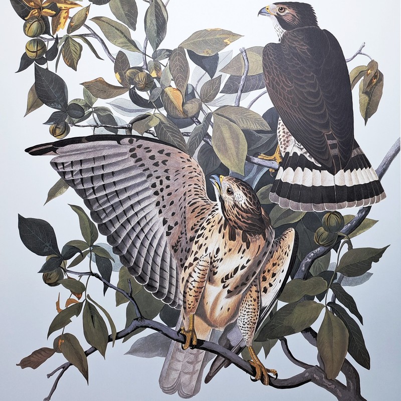 Rare AUDUBON Double-Elephant Folio, Loates Edition, BROAD-WINGED HAWK