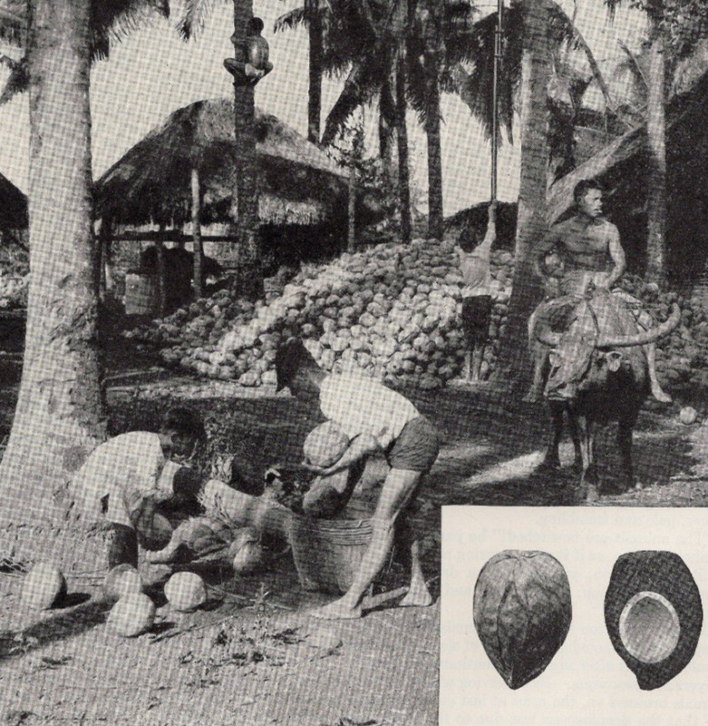 Gathering Coconuts in the Philippines Tropical Life Scene 1948 Halftone Print