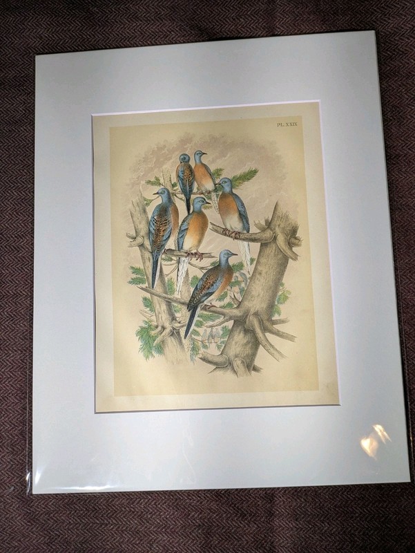 Passenger Pigeon Lithograph by Theodore Jasper / 1881 Studer's N. American Birds