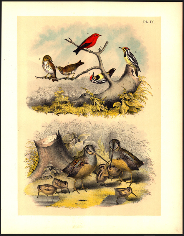 WOODCOCK Jasper Original Antique Bird Color Lithograph 1895