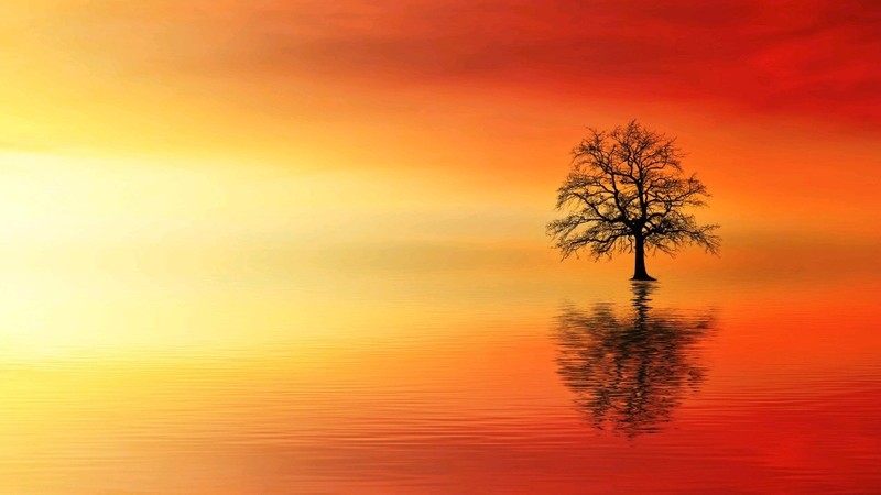 Warm Sunset Black Tree Sun Bright Large Wall Art Framed Canvas Picture 20×30″