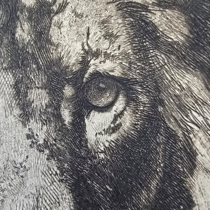 Herbert Dicksee Etching “His Royal Highness” Antique Lion Portrait Wildlife Art gallery
