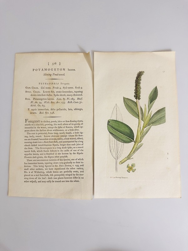 Sowerby 1795 Potamogeton Lucens Botanical Hand Colored Plate 376