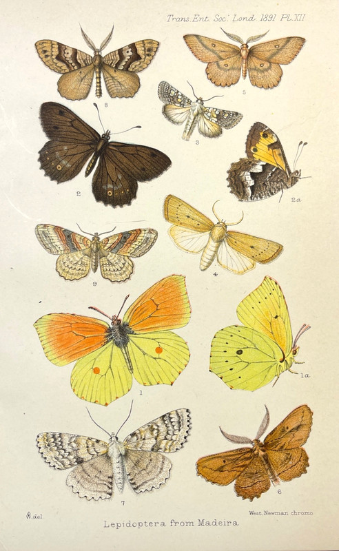 Antique Butterfly Moth Print 1891 Entomology Color Illustration Plate Madeira