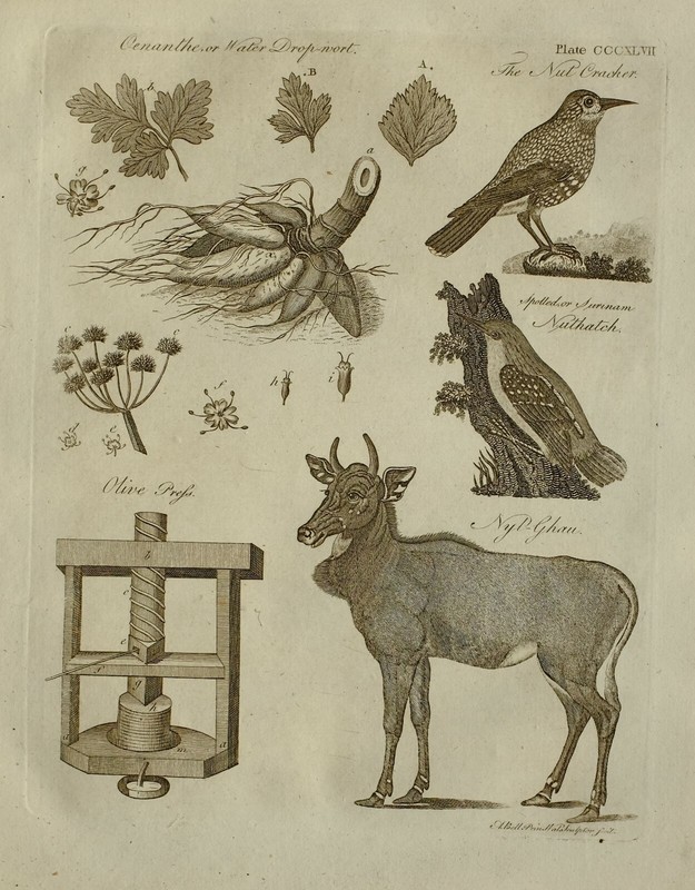 1797 ORIGINAL PRINT OLIVE PRESS NUTHATCH NUT CRACKER OENANTHE