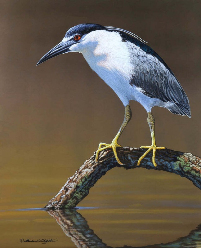 The Fisherman – Richard Clifton Fine Art Print Nature Bird Wildlife Poster 18×22