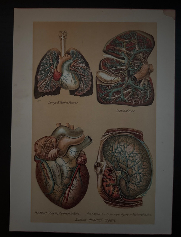 1901 Antique Medical Human Anatomy Litho Print Human Internal Organs