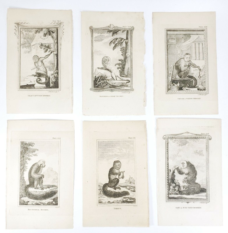 6 Antique Engravings ANDREW BELL 1726-1809 Natural History Monkey Series
