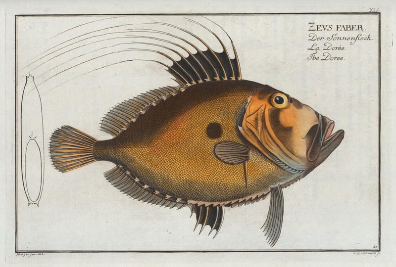 Marcus Bloch 1785 – Plate 041 Zeus Faber, The Doree – 13×19 Reproduction