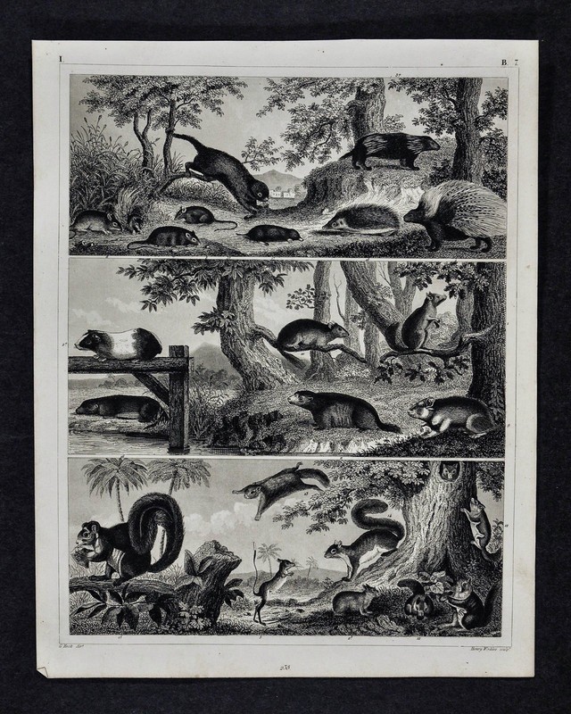 1849 Bilder Zoology Print Porcupine Hedgehog Flying Squirrel Guinea Pig Rodents