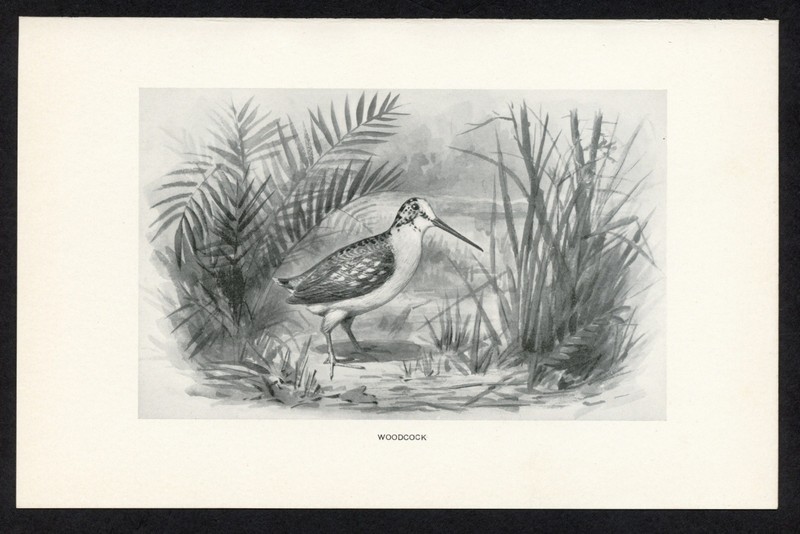 Woodcock, American game bird illustration, 1898 hunting print