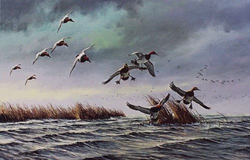 David Maass On the Move – Canvasbacks – Ducks