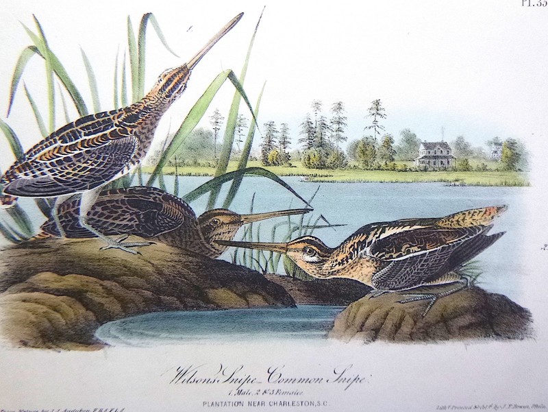 Audubon 1st ed Octavo WILSON’S SNIPE COMMON SNIPE Birds of America 1840 original