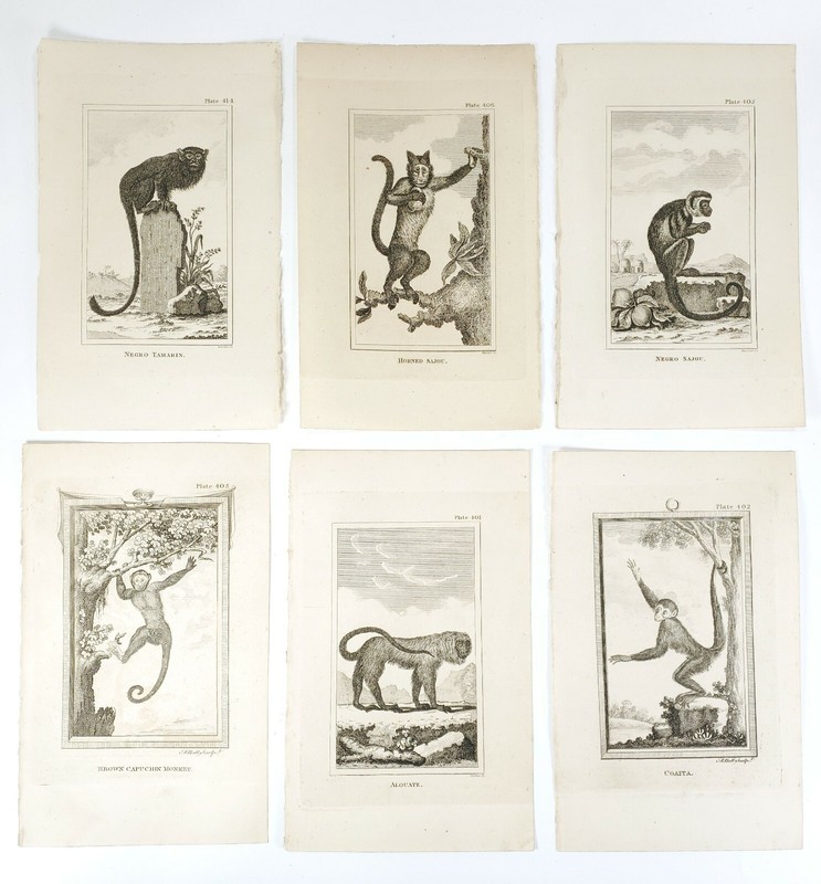 6 Antique Engravings ANDREW BELL 1726-1809 Natural History Monkey Series