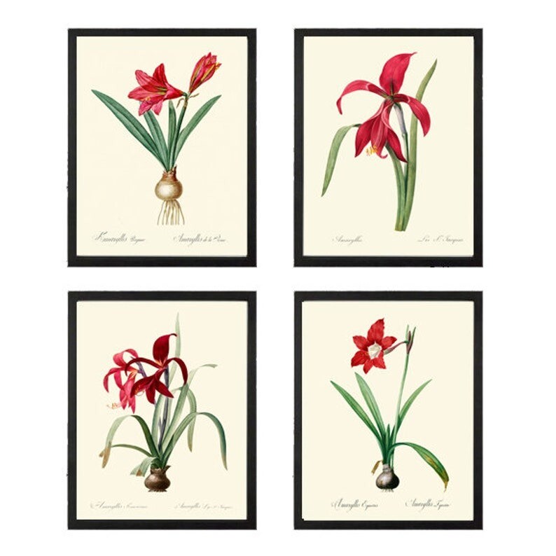 Amaryllis Prints Botanical Wall Art Set of 4 Beautiful Antique Vintage Unframed