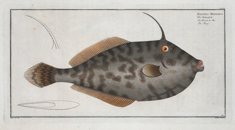 Marcus Bloch 1785 – Plate 147 Balistes Monoceros Mingo Filefish 13×19 Repro