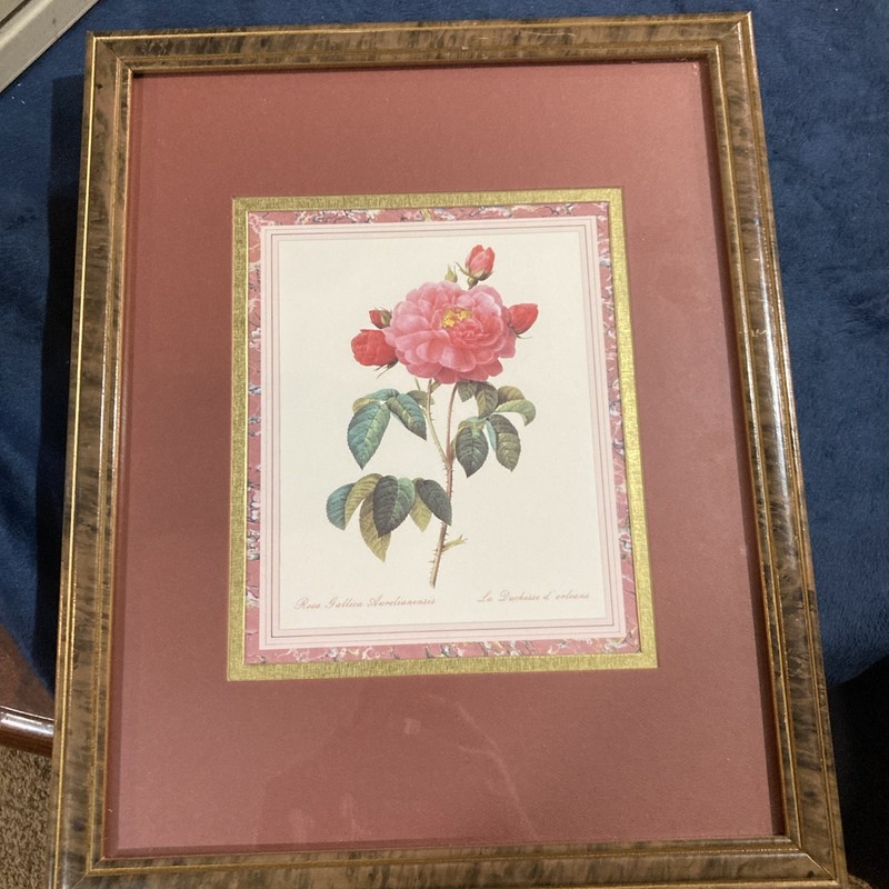 Pierre Joseph Redouté Colored Lithograph Rosa Gallica Photo Floral Decor Framed