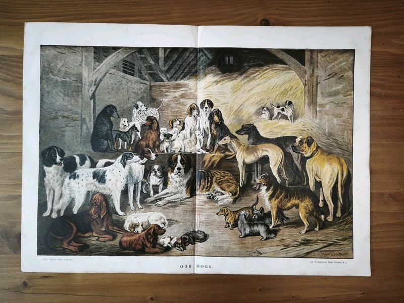 Antique 1883 Victorian Era Pet Dog Breeds Book Print Picture Pets Dogs Breed Art gallery