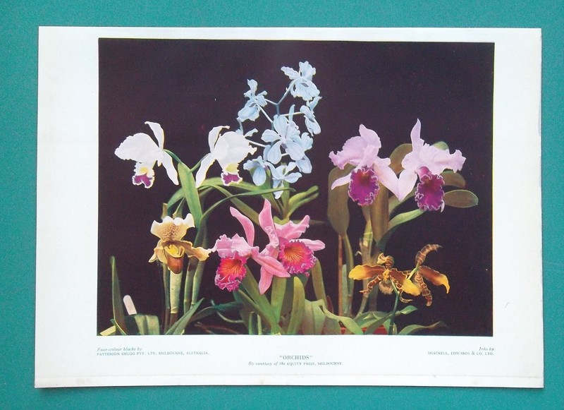 ORCHIDS Flowers AD for Australia Printing Co – 1935 COLOR Print