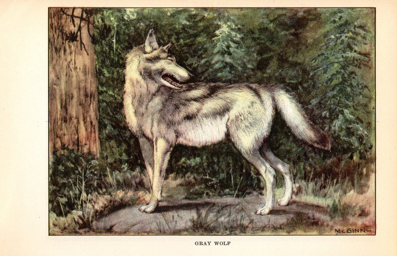1926 Vintage ANIMALS «Gray Wolf» GORGEOUS Full COLOR Art Plate Lithograph print