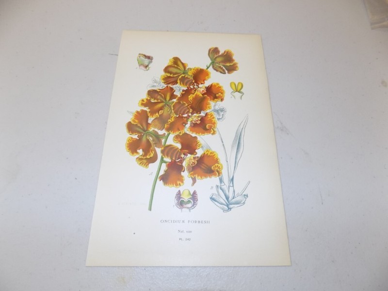 1897 Antique Floral Print / ONCIDIUM ORCHID, or, ONCIDIUM FORBESII