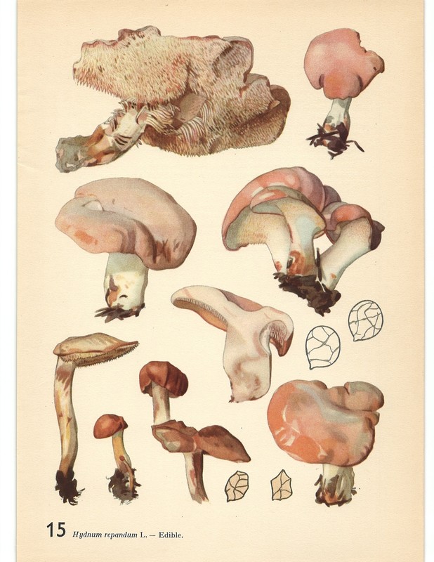 MUSHROOM Fungus HEDGEHOG Pig's Trotter Sweet VTG Lithograph Print Otto Uzak 1951 gallery