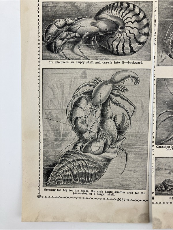 Set 2 Vintage 1935 HERMIT CRAB and SEA SHELLS Art Prints Anemone 3.5x7.5" gallery