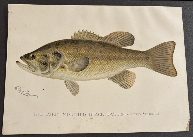 1896 Antique Fish Print The Large Mouthed Black Bass Signed by Denton 11.2" x 8" gallery