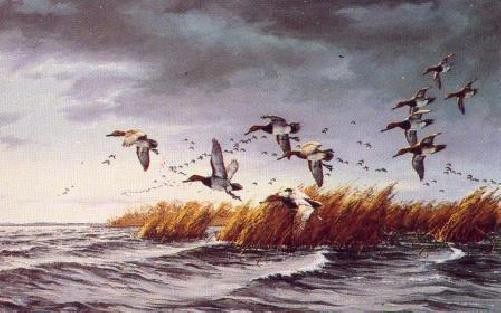 David Maass Cold Front – Canvasback Duck Artist’s Proof on Paper
