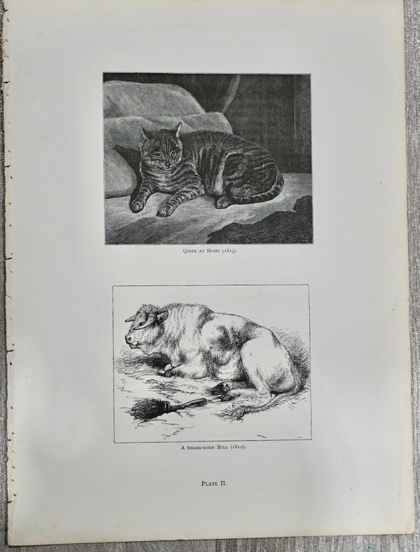 Vintage Print, Cat and Bull, 1870 ca., 26.5 x 35.5 cm. We Sell Guaranteed…