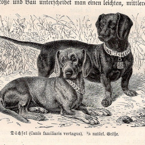 DACHSHUNDS – EARLY WORKING HOUND TYPES 1890 ANTIQUE WOOD ENGRAVING