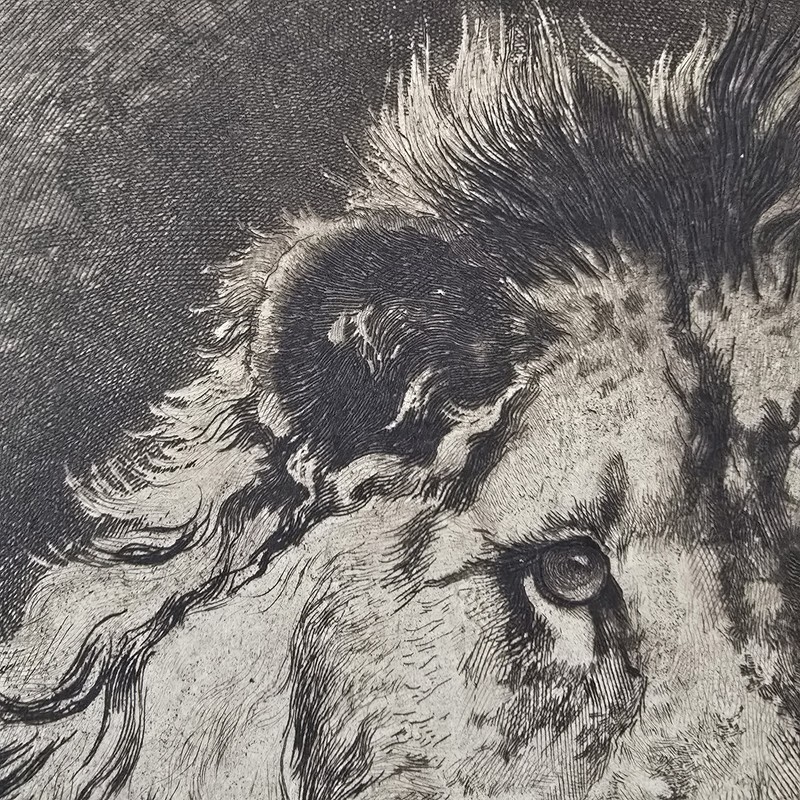 Herbert Dicksee Etching “His Royal Highness” Antique Lion Portrait Wildlife Art gallery