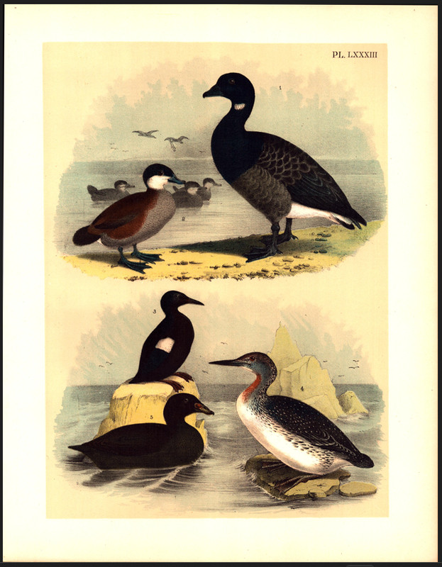 BRANT GOOSE & DUCKS Jasper Original Antique Bird Color Lithograph 1895