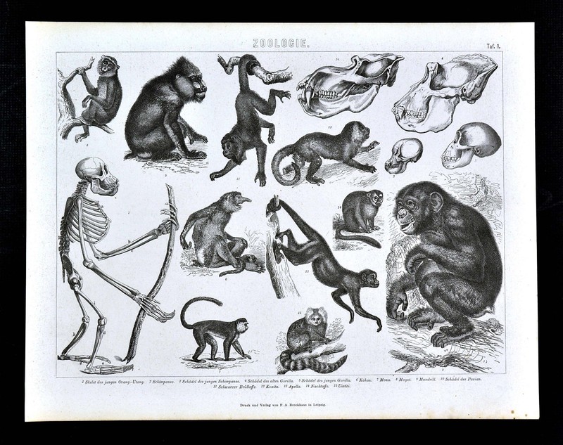 1874 Bilder Zoology Print - Primates Apes Monkeys Baboon Chimpanzee Animals