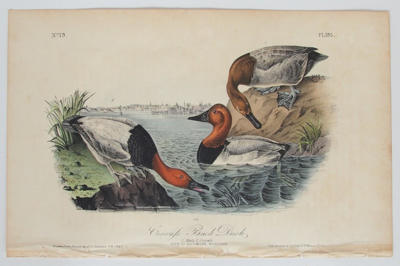 Audubon 1st Edition Canvas Back Duck PL.# 395