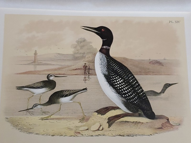 Loon/Godwit Lithograph by Theodore Jasper 1881, Studer's North American Birds