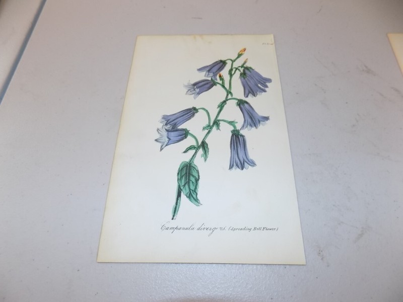 1854 Antique Floral Print / SPREADING BELL FLOWER, or, CAMPANULA DIVERGENS