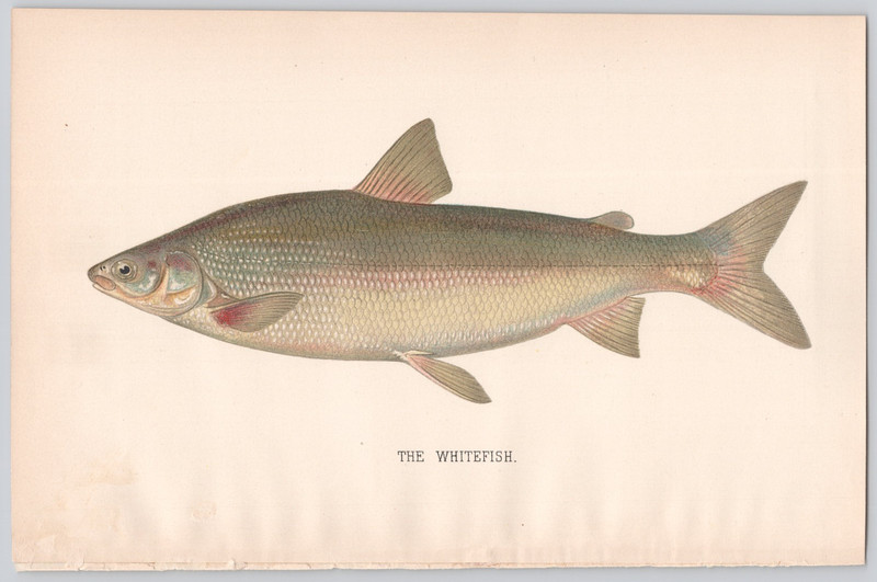 Whitefish Color Print Angling Sporting Art Lithograph Illustration