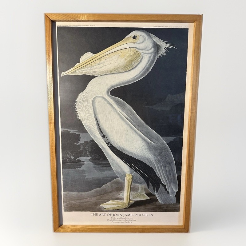 James Audubon «American White Pelican» 1978 Black Box Collotype Print 17″ 26″