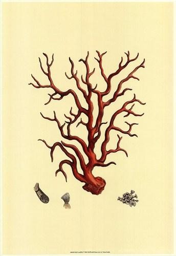 Vision Studio Red Coral I Open Edition