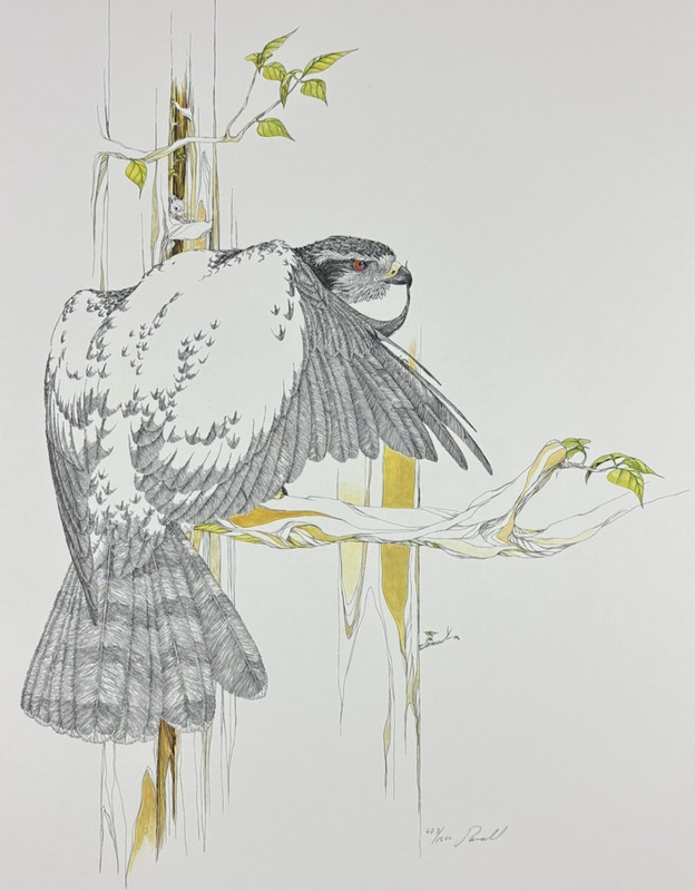 Peter Parnall Goshawk Signed Limited Edition Lithograph Print 683/1500 Greenwich