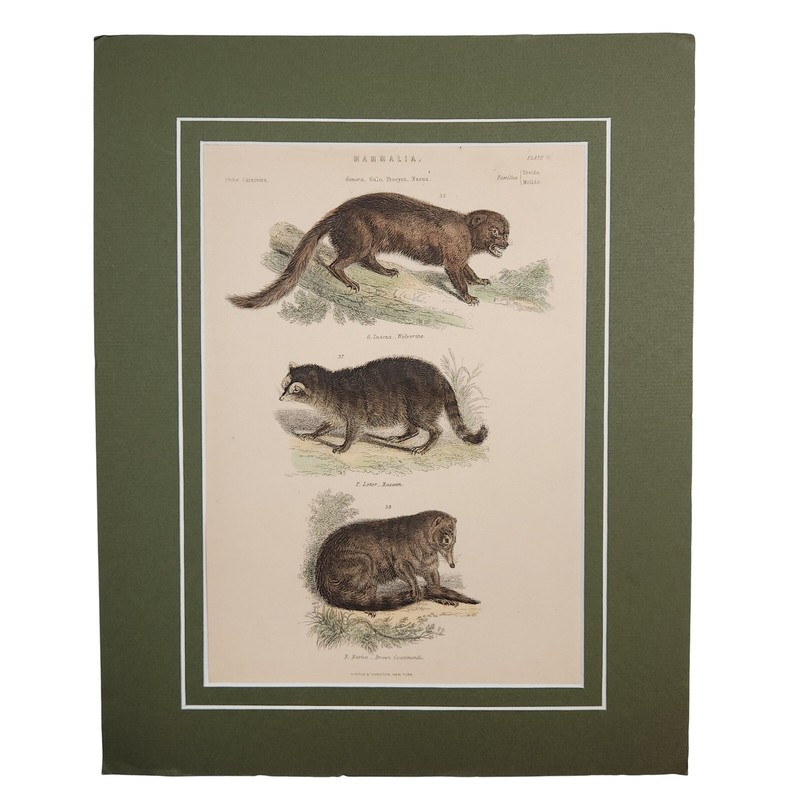 Virtue & Yorston Antique Hand Colored Mammalia Print Wall Decor Raccoon