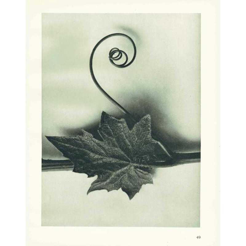 1929 WHITE BRIONY LEAF Plant Study Print - Karl Blossfeldt - 9.5 x 12 Inches gallery