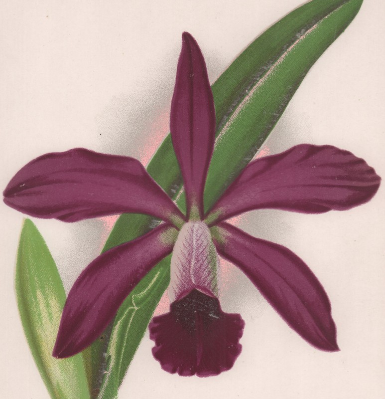 Orchid Laelio-Cattleya Flower JL MacFarlane Chromolithograph 1901 Matted Print