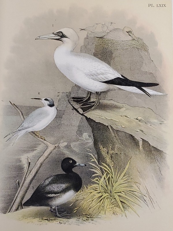 Goose/Duck Lithograph by Theodore Jasper / 1881, Studer’s North American Birds