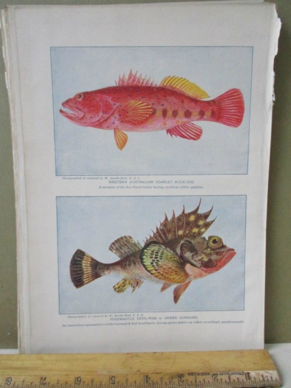 Vintage Print,FISH,Peoples Natural History Mammals+Birds,1903