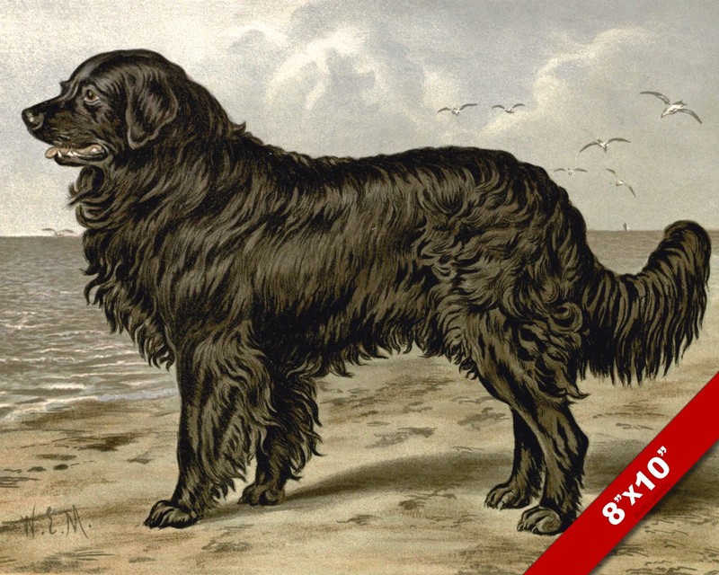 THE GENTLE NEWFOUNDLAND PET PUPPY DOG ANIMAL ART PAINTING PRINT ON REAL CANVAS